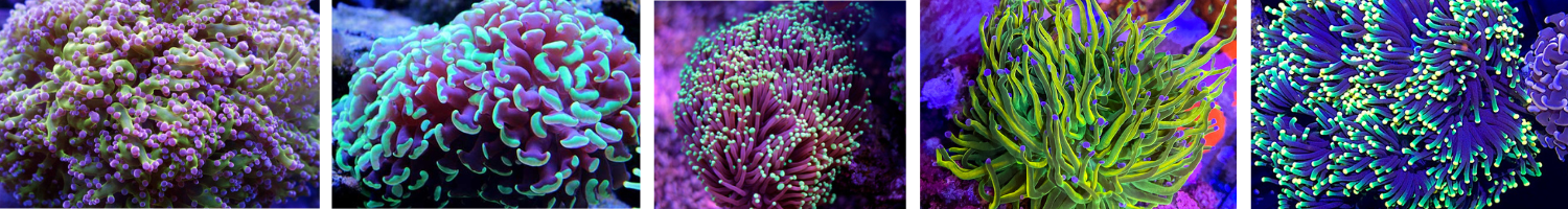 Image of Torch and Hammer Corals