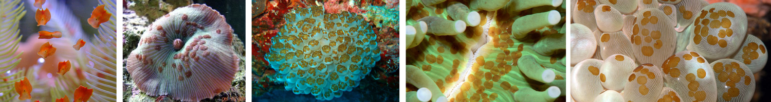 Image of red flatworms on corals