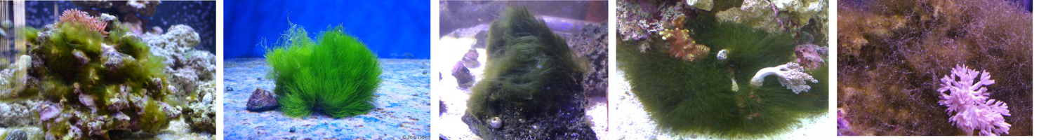 Image of Green Hair Algae on Rocks