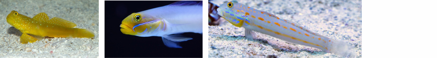 Image of yellow watchman, golden headed sleeper, and diamond goby