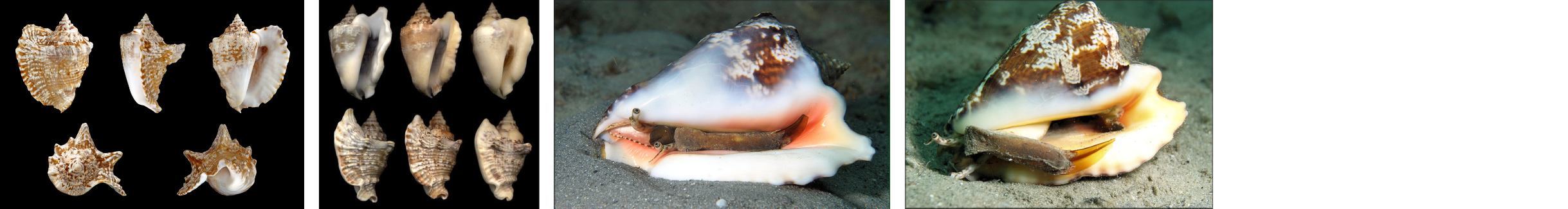 Images of Hawkwing Conchs