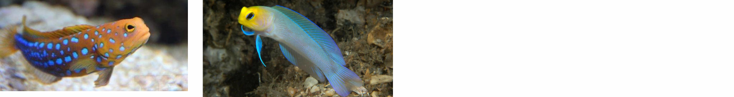 Blue spot and pearly jawfish 