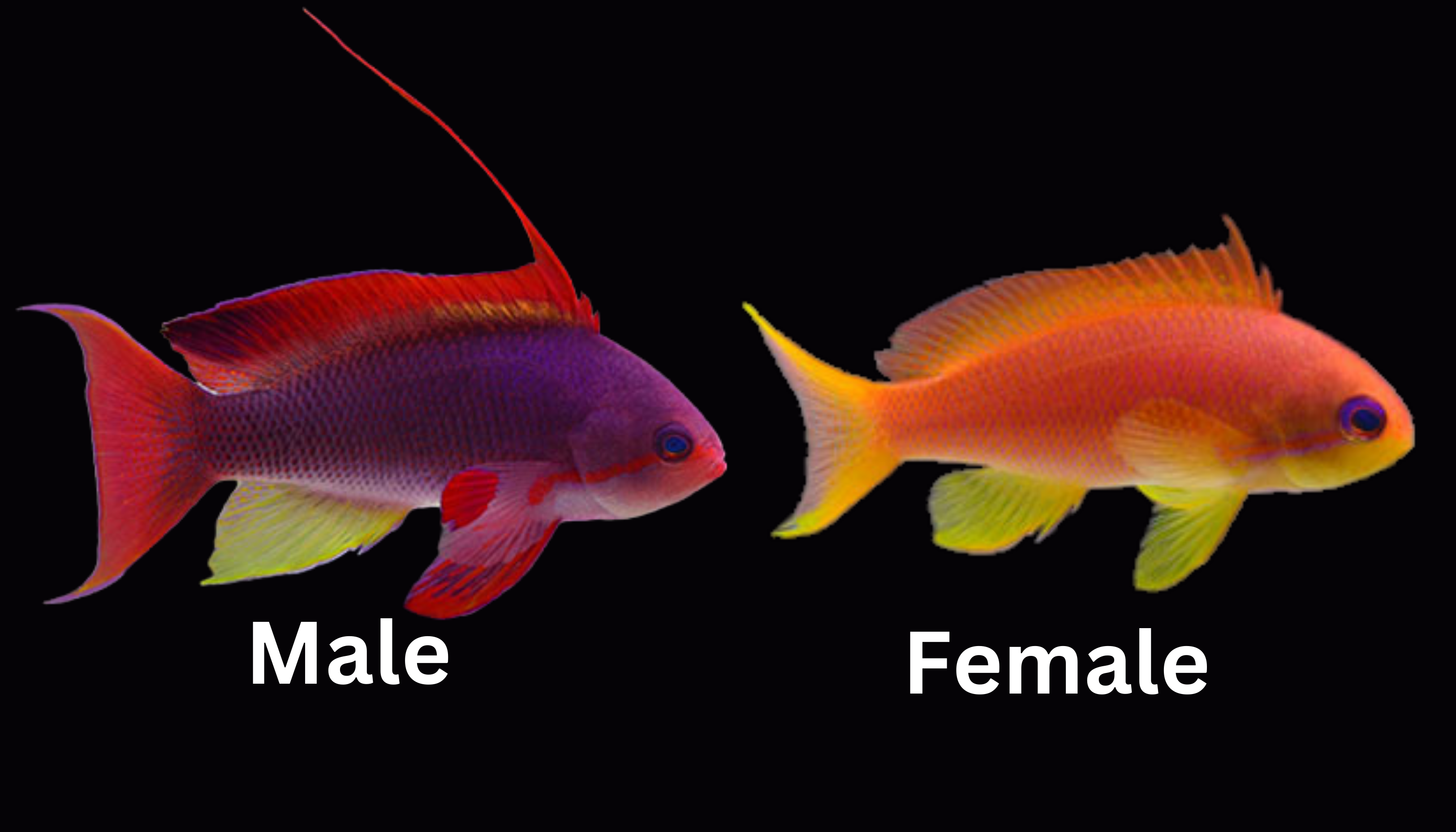 Male and Female Lyretail Anthias