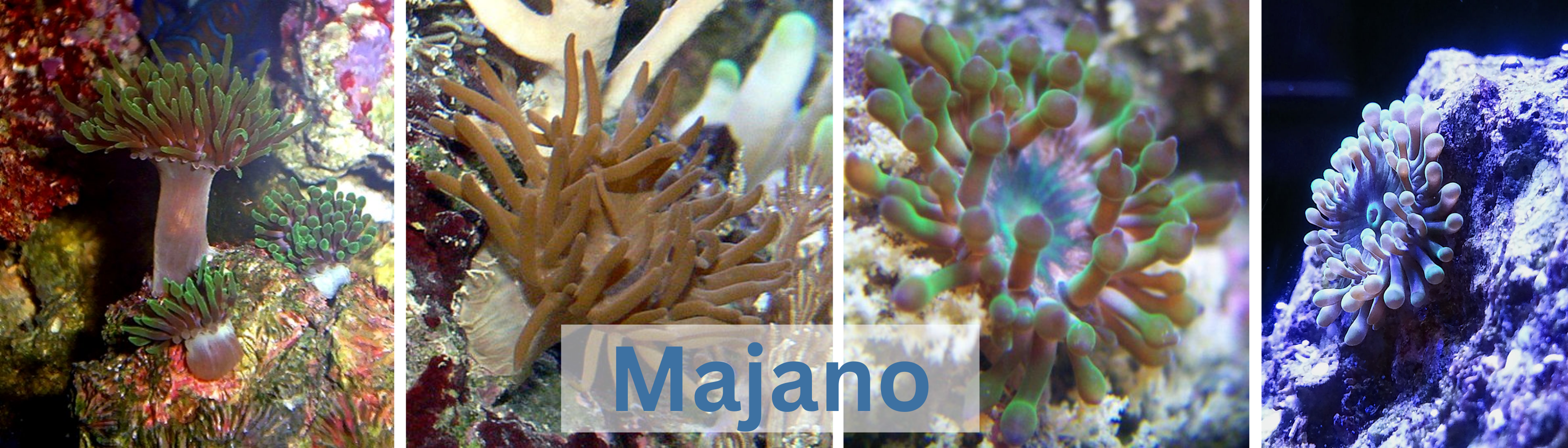 Image of Majano Anemones