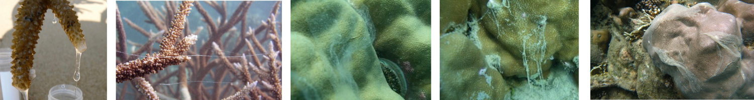 Image of corals with mucus