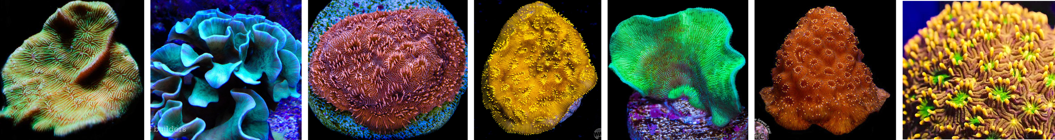 Images of Pavona Corals