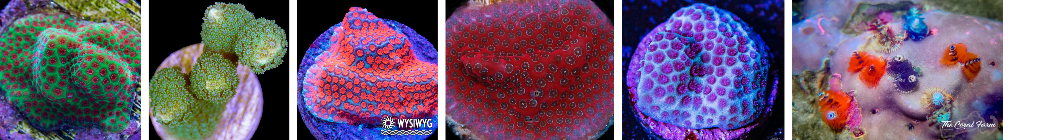 Image of Porites Corals