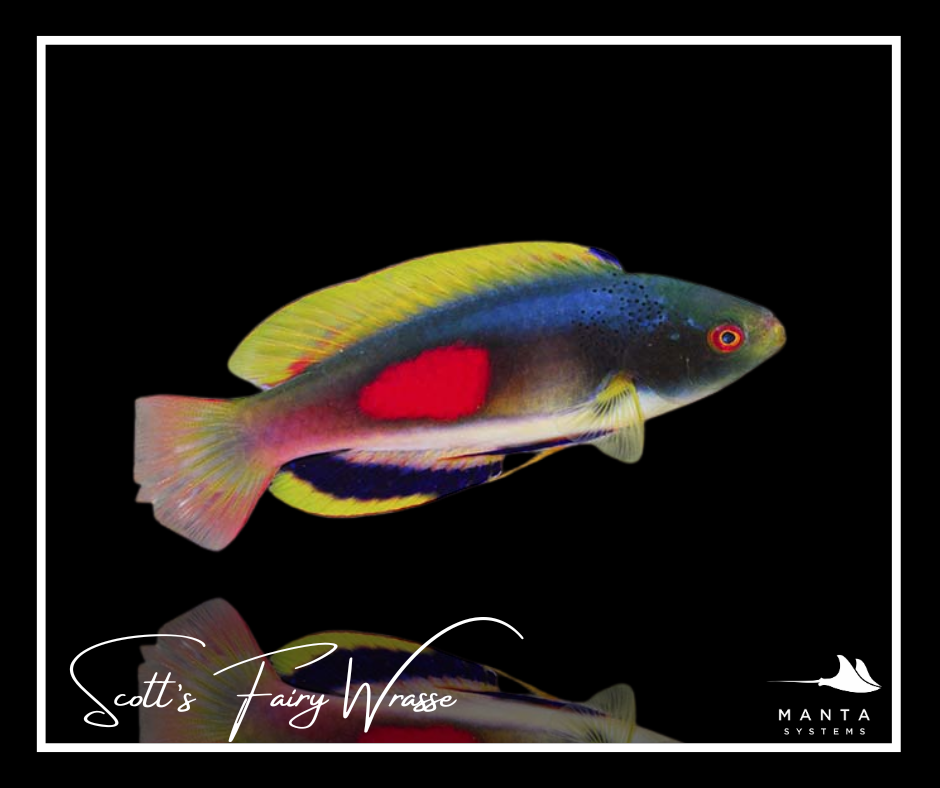 Scott&rsquo;s Fairy Wrasse
