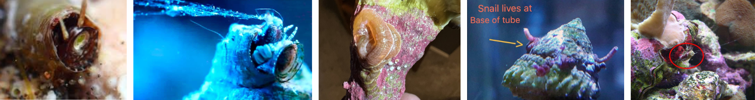 Image of corals and a snail with a Vermetid Snail