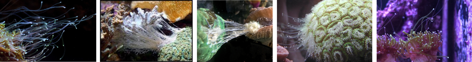 Images of corals with sweeper tentacles