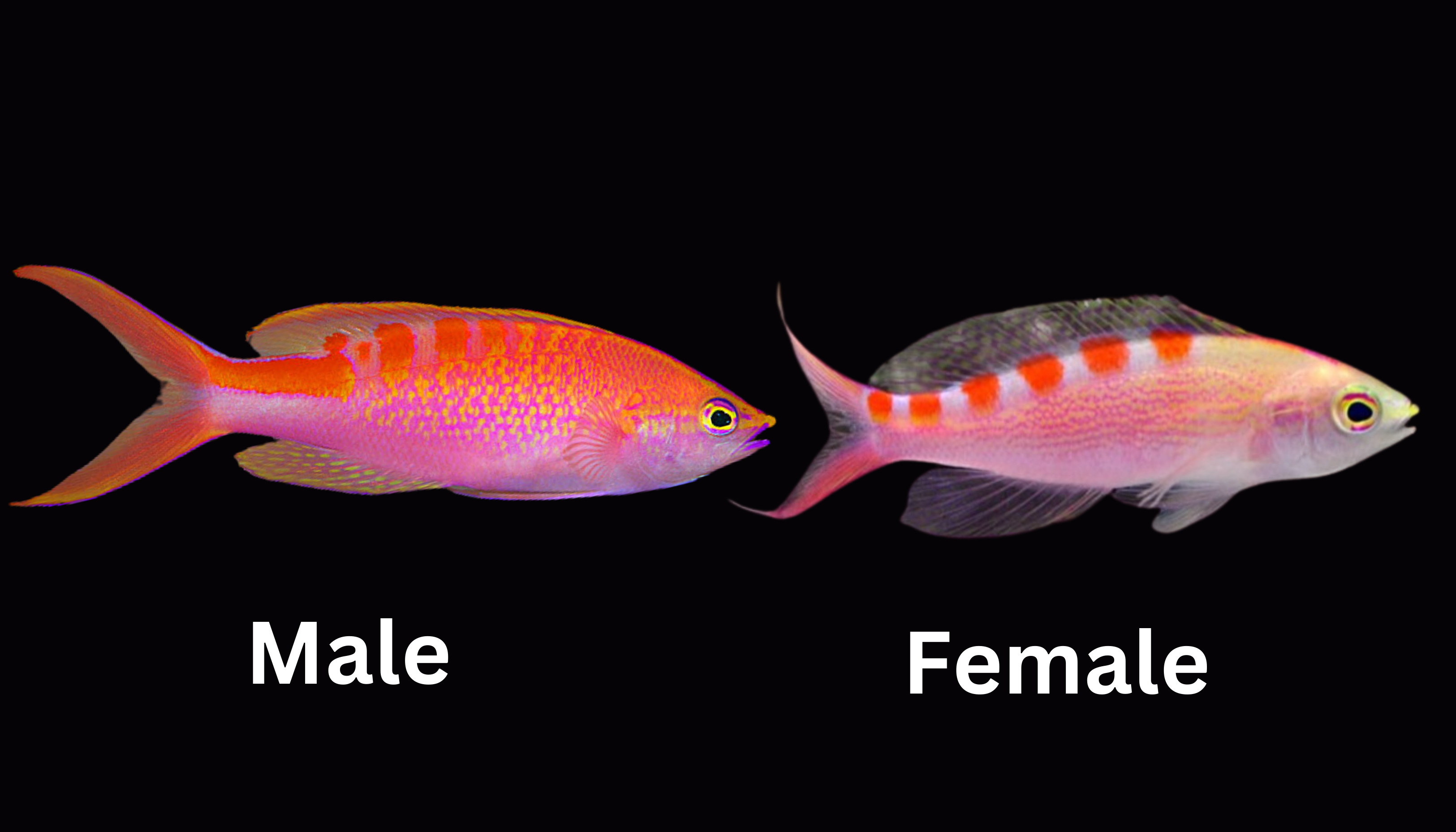 Image of male and female Tiger Queen Anthias