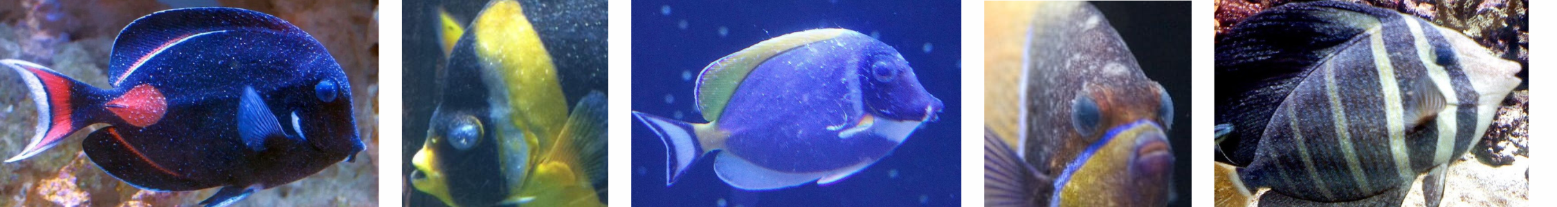 Image of fish with Marine Velvet