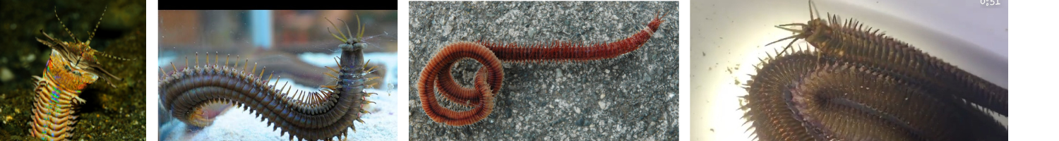 Image of Eunice/Bobbit Worms