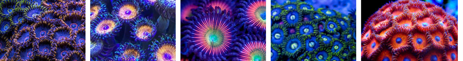 Image of several Zoanthid images