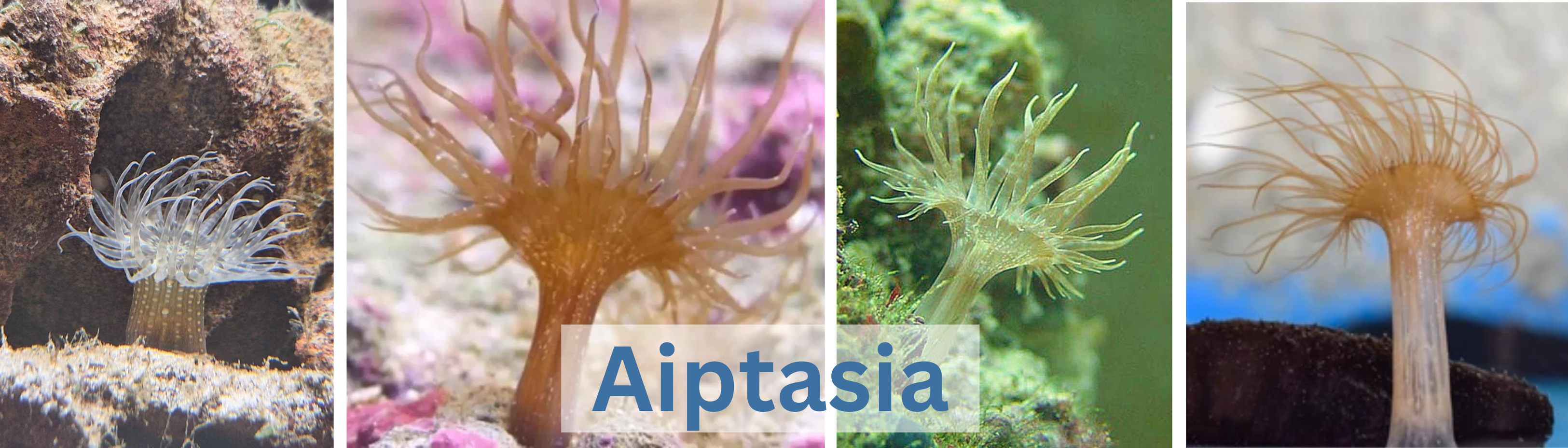 Image of Aiptasia Anemones