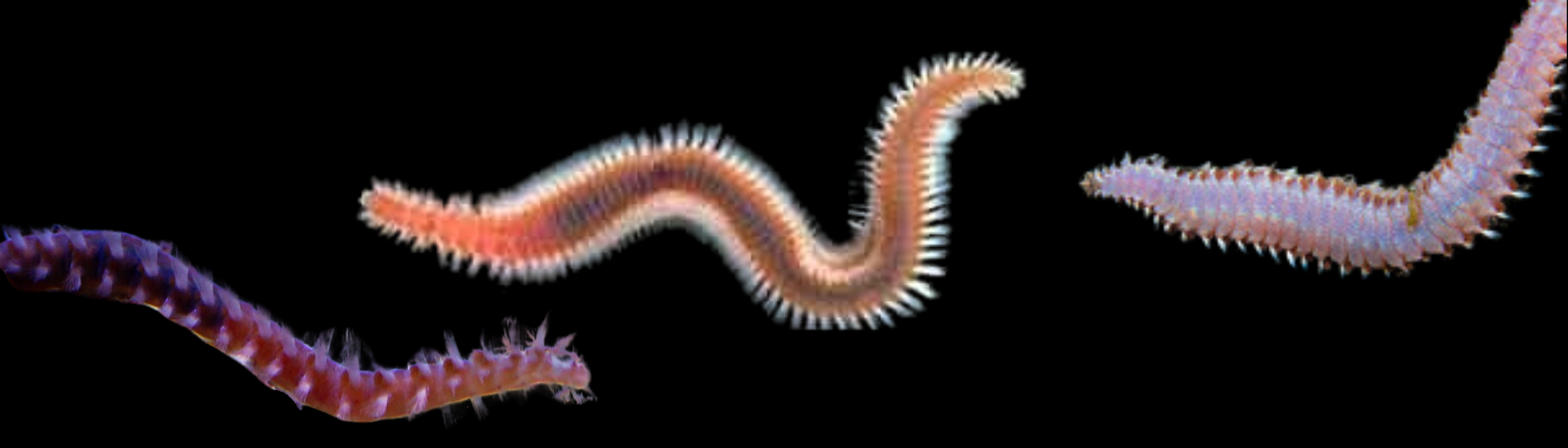 image of common bristleworms