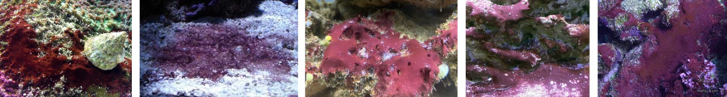 Images of Cyanobacteria