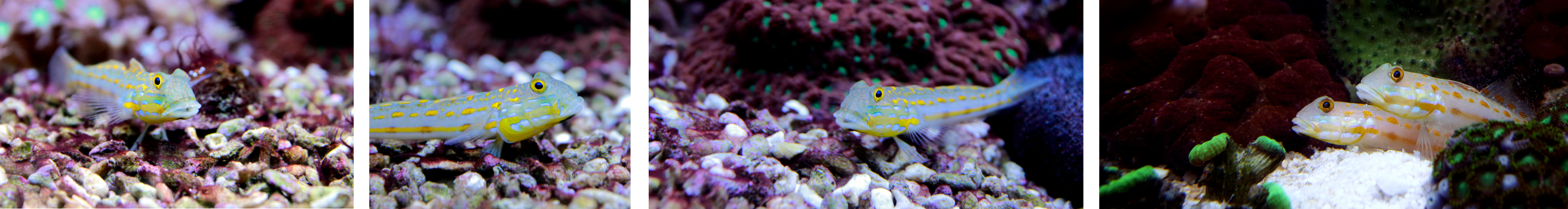 Image of Diamond Watchman Gobies
