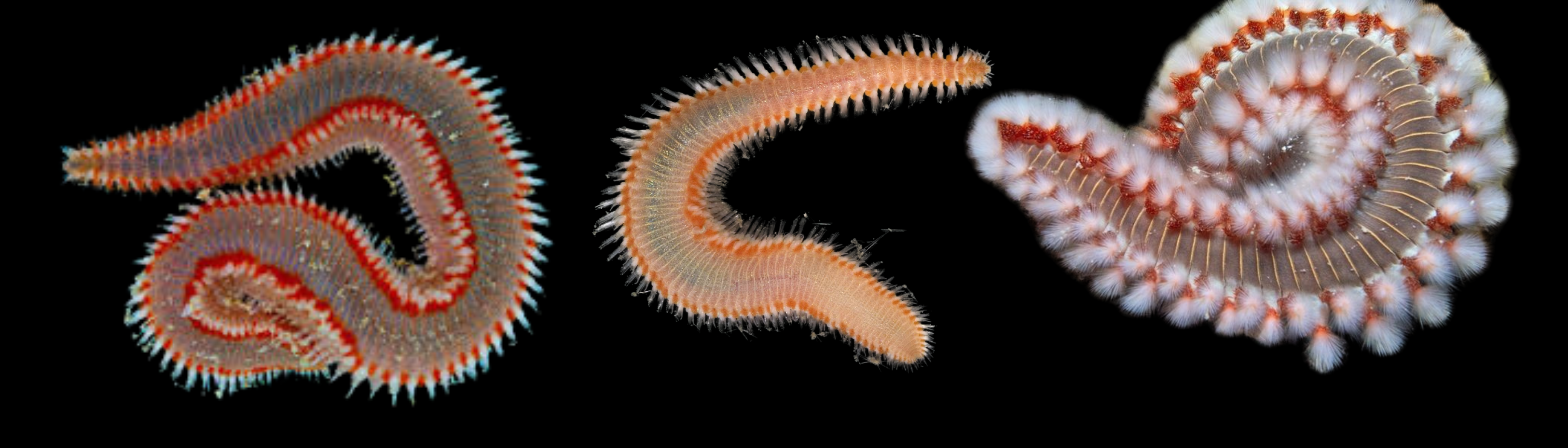 Image of fireworms