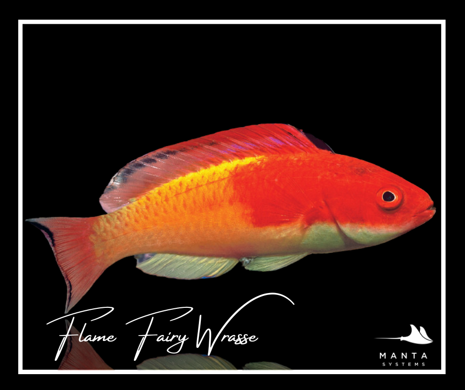 Flame Fairy Wrasse