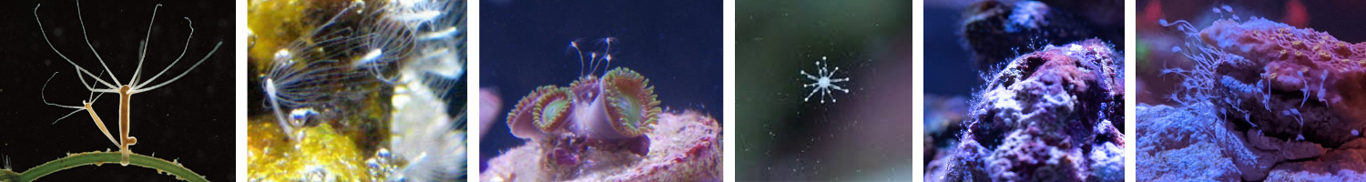 Images of hydroids in tanks