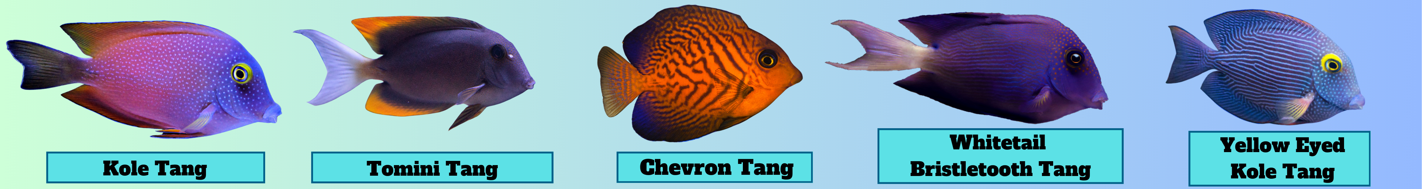 Imahe of Ctenochaetus Tangs