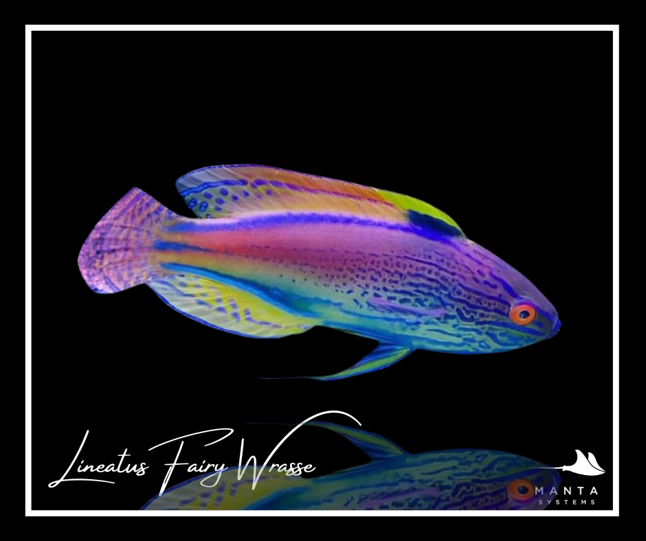 Lineatus Fairy Wrasse