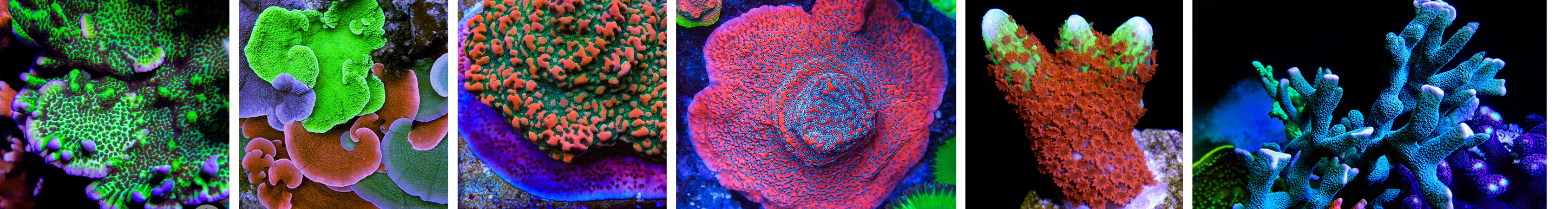 Montipora Corals