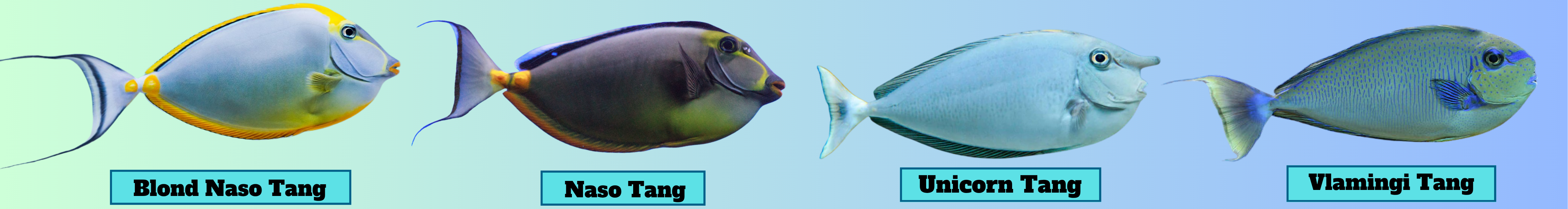 Image of Naso Tangs
