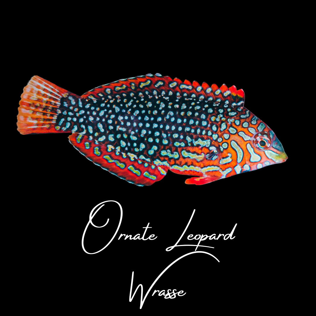 Ornate Leopard Wrasse