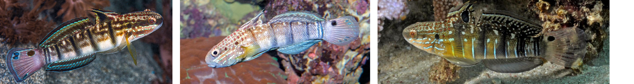 Bullet Goby