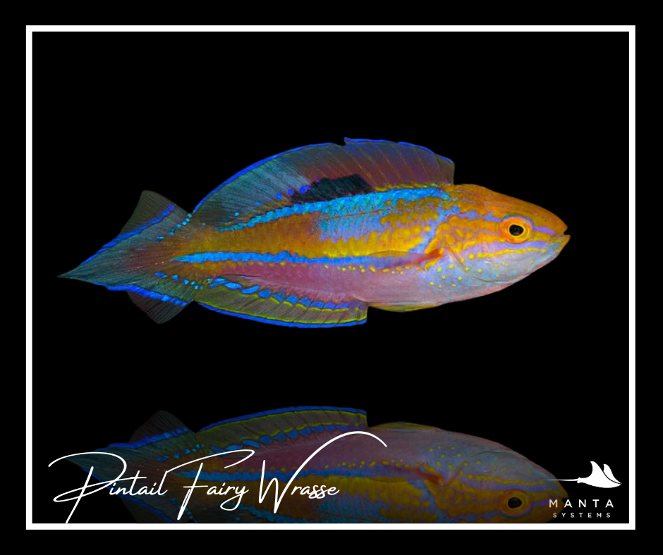 Pintail Fair Wrasse