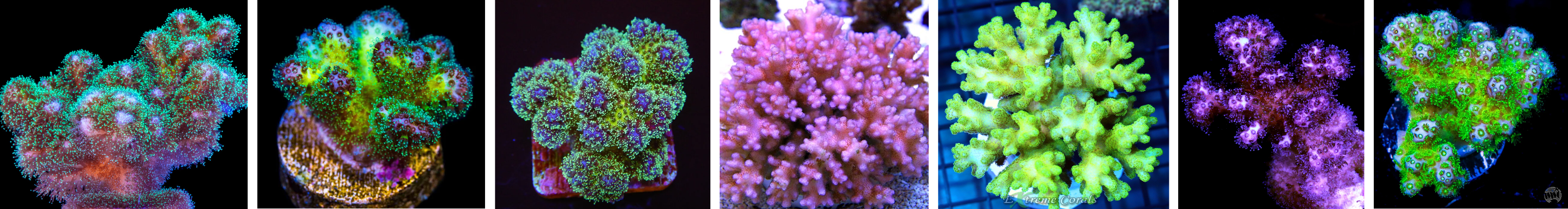 Image of Pocillopora Corals