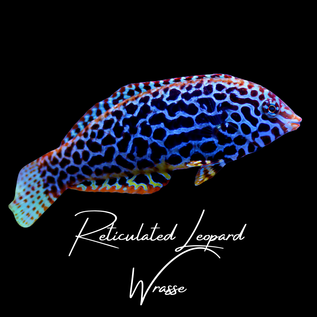 Reticulated Leopard Wrasse
