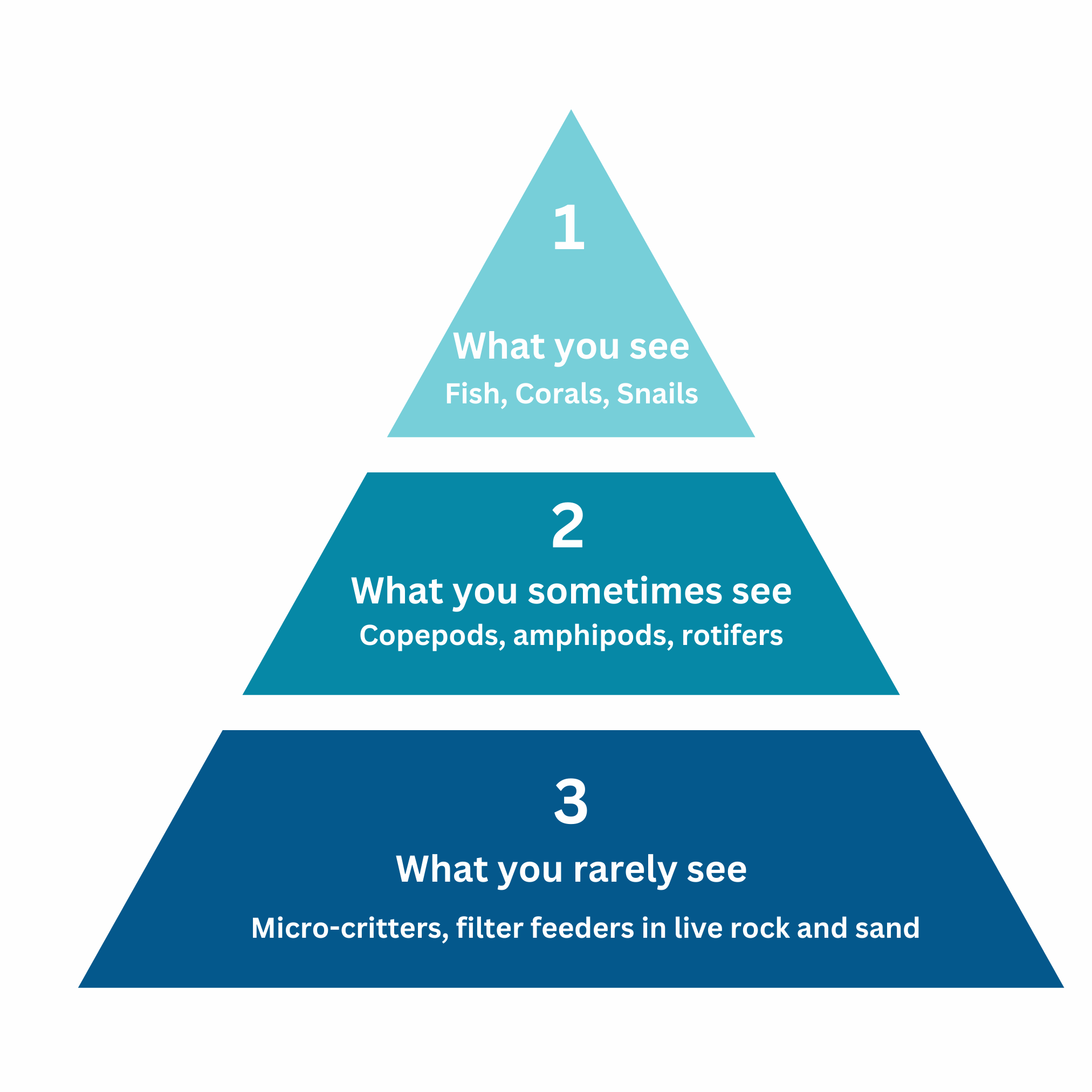 Image of food triangle