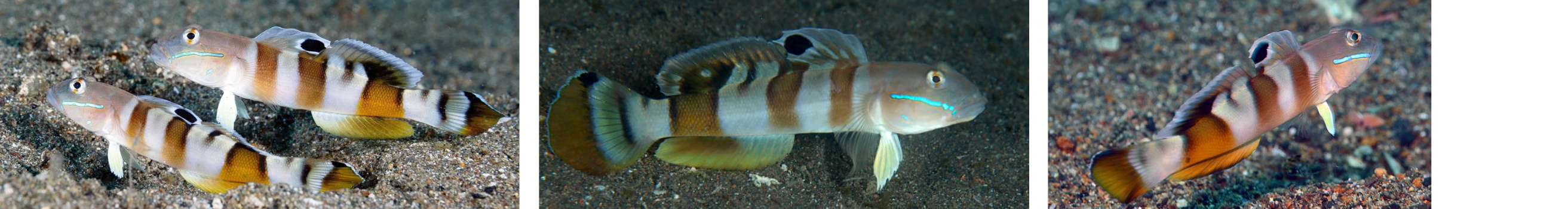 Ward's Goby
