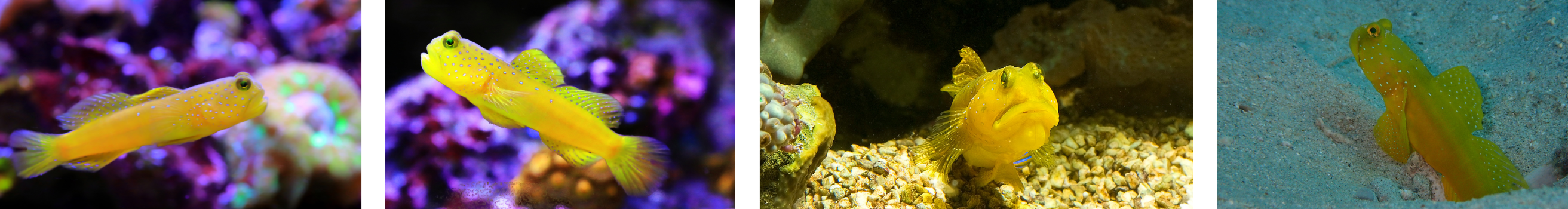 Yellow Watchman Gobies
