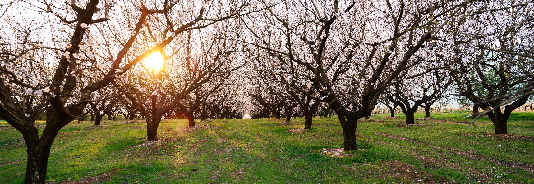 Almond Orchard Blooming - Fotis Mavroudakis