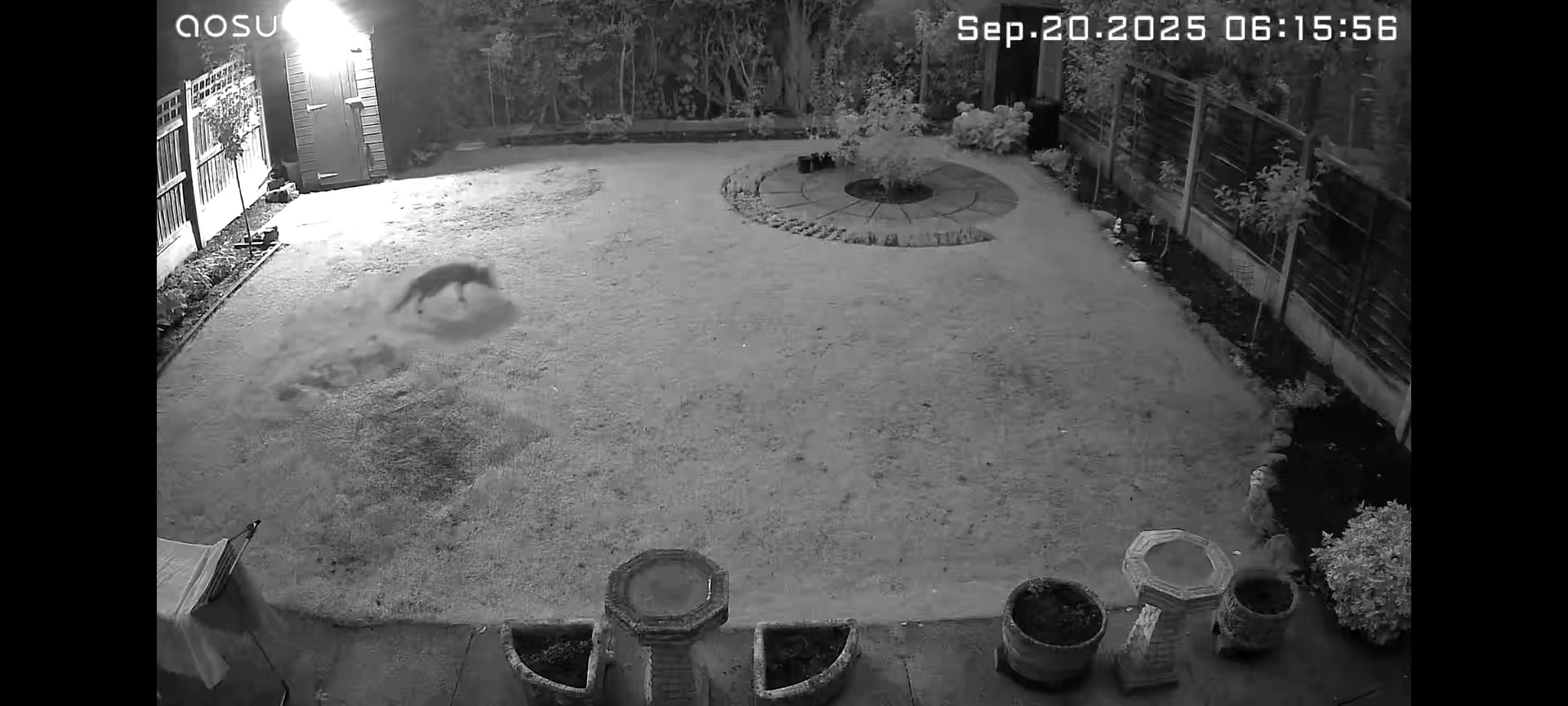 A sneaky fox caught on a night vision camera