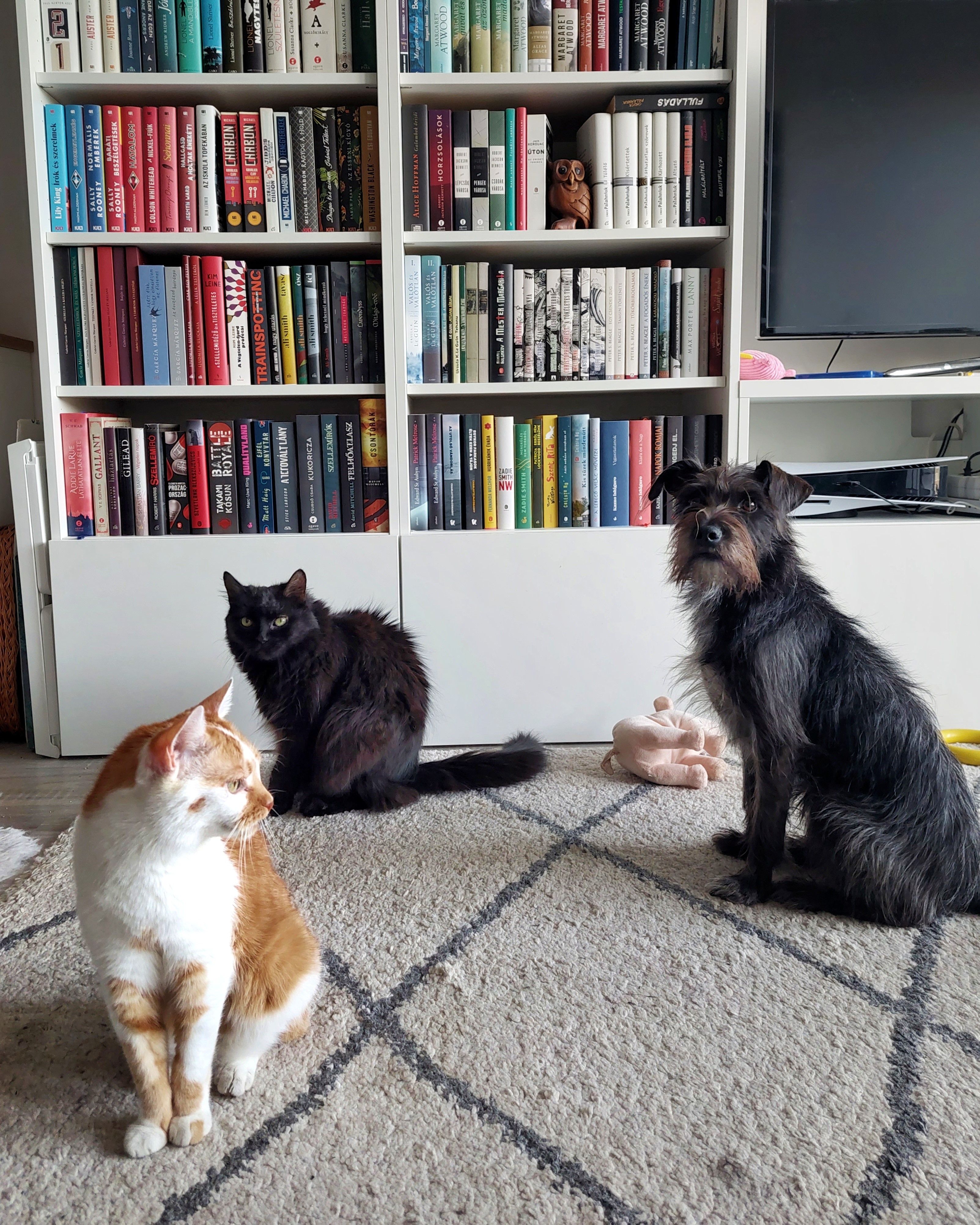 Anita: My partners in crime: Pöpsi, Bumbi & Borsó.