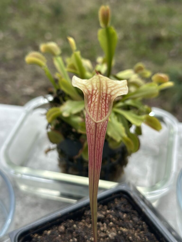 a pitcher plant in a glass container on a table.