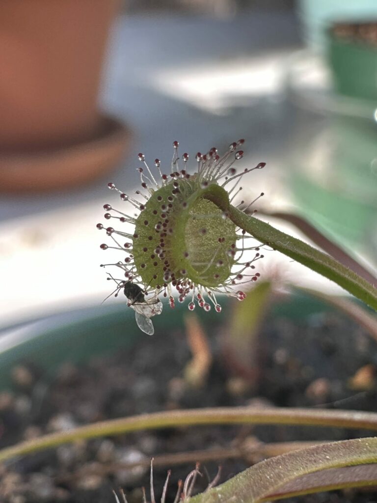 carnivorous carnivorous carnivorous carnivorous carnivorous carnivorous.