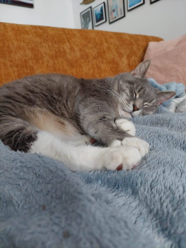 a gray and white cat laying on top of a blue blanket.