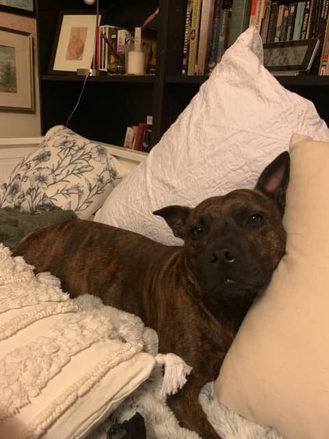 A brown dog laying on a bed with pillows.
