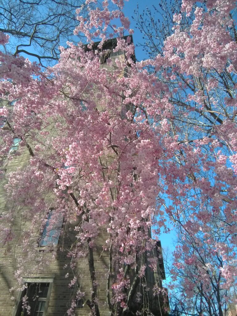 A tree with pink blossoms in front of a building.
