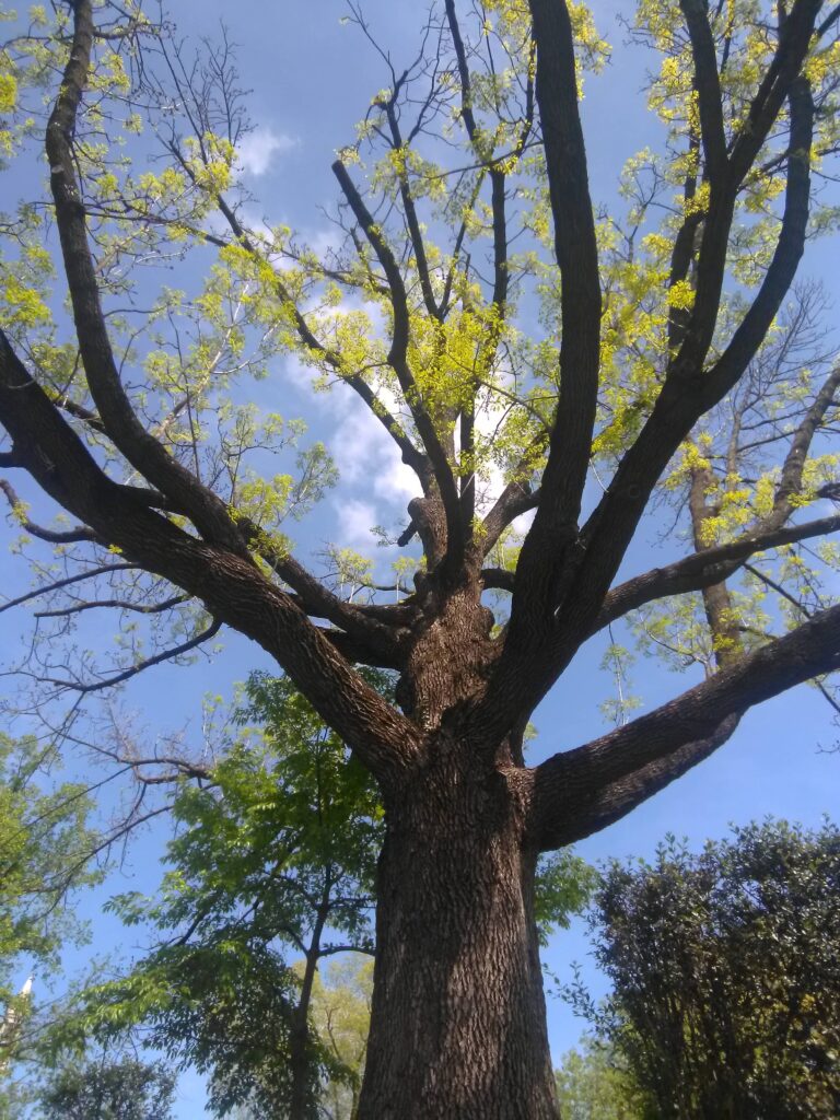 A large tree in a park with green leaves.