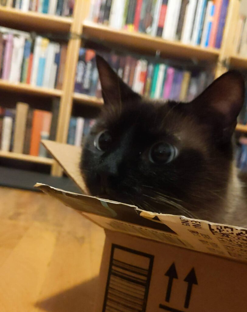 A cat in a box.