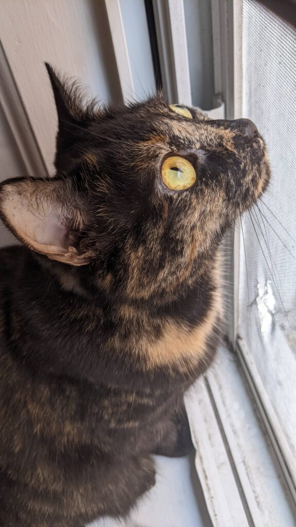 A cat looking out of a window.
