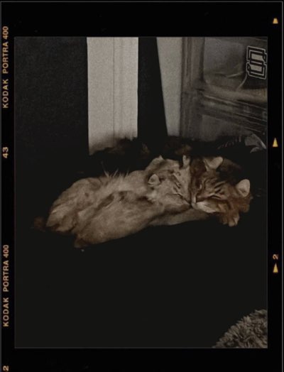 Ai Jiang's fuzzy writing companion.