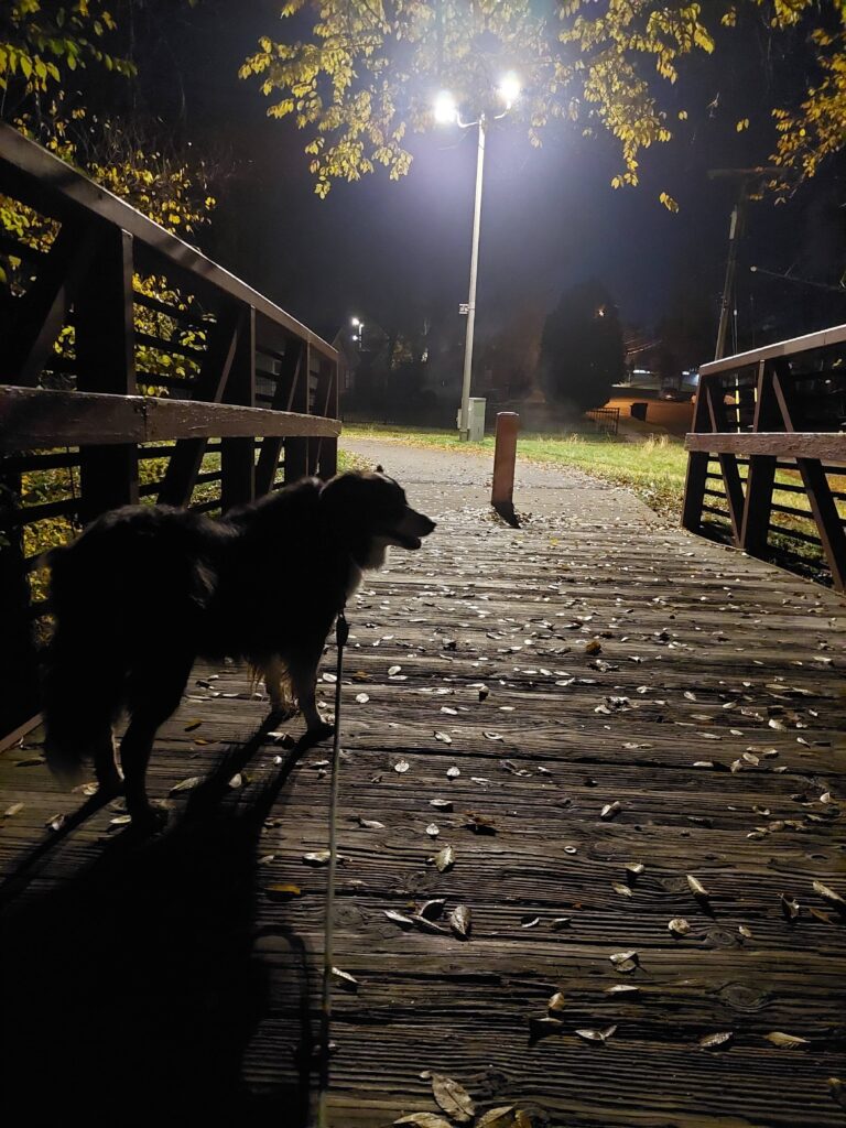 A dog walking on a bridge at night.